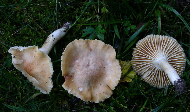 Camarophyllus da determinare.